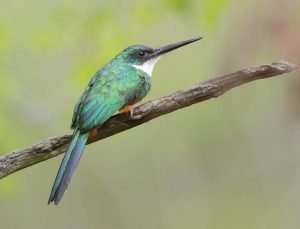Great all animals that start with the letter j #AnimalsThatStartWithJ Great endangered animals that start with j #AnimalsThatStartWithJ