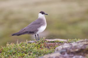 Amazing animal from j letter #AnimalsThatStartWithJ Amazing birds that start with the letter j #AnimalsThatStartWithJ