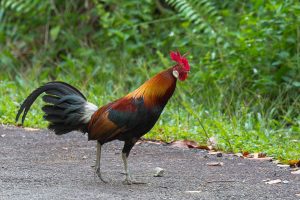 Best animal with letter j #AnimalsThatStartWithJ Best animals that start with ja #AnimalsThatStartWithJ