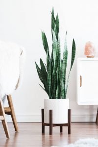 Excited mid century modern plant stand #diyplantstandideas #plantstandideas #plantstand Excited vintage plant stand #diyplantstandideas #plantstandideas #plantstand