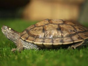 Awesome types of turtles #typesofturtles #turtlesforpets Awesome types of turtles in akumal bay #typesofturtles #turtlesforpets