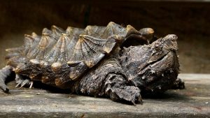 Awesome different types of turtles as pets #typesofturtles #turtlesforpets Awesome types of turtles in trinidad #typesofturtles #turtlesforpets