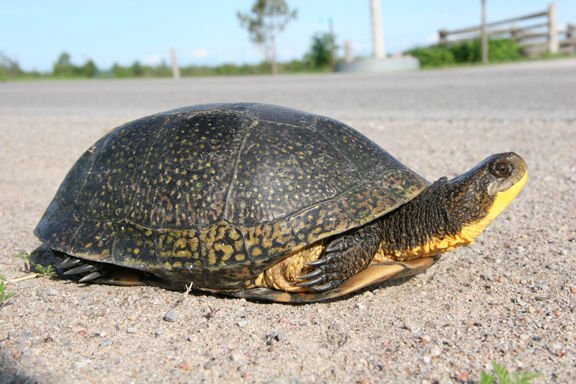 Cool types of turtles north carolina #typesofturtles #turtlesforpets Cool types of turtles in oregon #typesofturtles #turtlesforpets