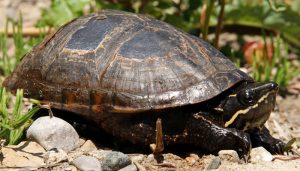Beautiful types of turtles in virginia #typesofturtles #turtlesforpets Beautiful types of turtles in ontario #typesofturtles #turtlesforpets