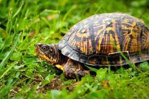 Cute common types of turtles #typesofturtles #turtlesforpets Cute types of turtles in new hampshire #typesofturtles #turtlesforpets