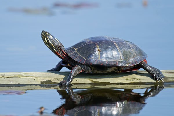 Wonderful what types of turtles are there #typesofturtles #turtlesforpets Wonderful types of turtles in india #typesofturtles #turtlesforpets