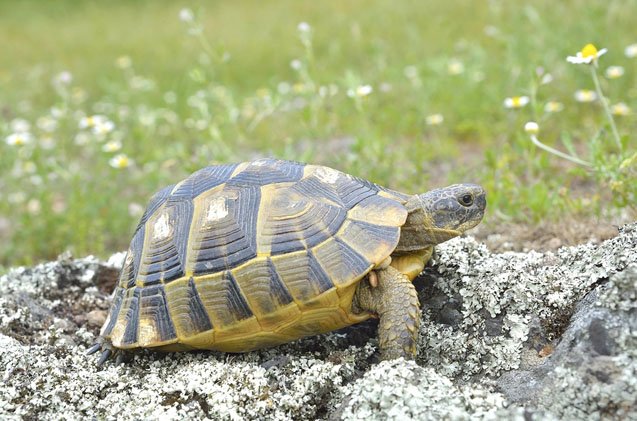 Wonderful types of turtles in texas #typesofturtles #turtlesforpets Wonderful types of turtles that live in the ocean #typesofturtles #turtlesforpets