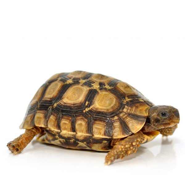 Good how many types of turtles are there #typesofturtles #turtlesforpets Good types of turtles in upstate ny #typesofturtles #turtlesforpets