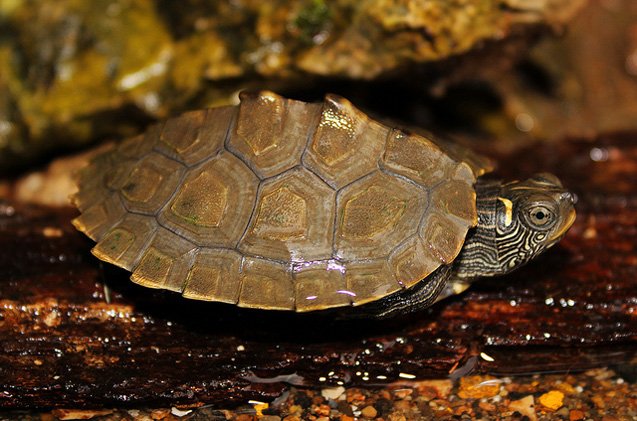 Beautiful different types of turtles #typesofturtles #turtlesforpets Beautiful types of turtles with orange spots #typesofturtles #turtlesforpets
