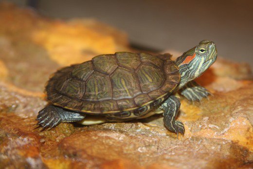 Amazing types of turtles as pets #typesofturtles #turtlesforpets Amazing various types of turtles #typesofturtles #turtlesforpets