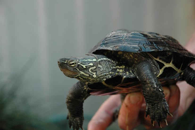 Cool types of turtles pets #typesofturtles #turtlesforpets Cool types of turtles with pictures and names #typesofturtles #turtlesforpets