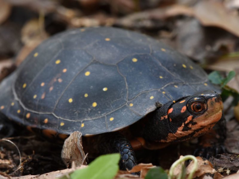 Amazing types of turtles in michigan #typesofturtles #turtlesforpets Amazing types of turtles in pakistan #typesofturtles #turtlesforpets