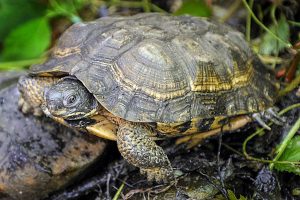 Good types of turtles in oklahoma #typesofturtles #turtlesforpets Good types of turtles in australia #typesofturtles #turtlesforpets