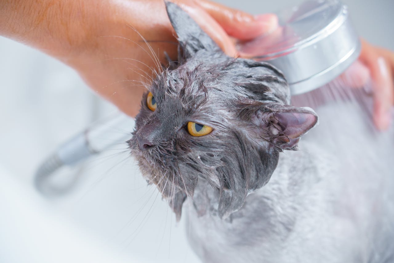 Smelly Pet? Here's How to Deal With the Odor - Get Beautified